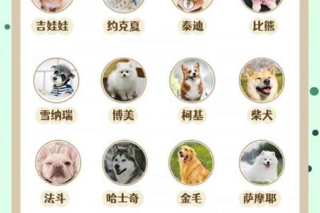 属狗女性送亲最佳选择
