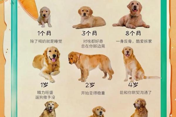 冬月出生的狗命格是富贵还是贫穷