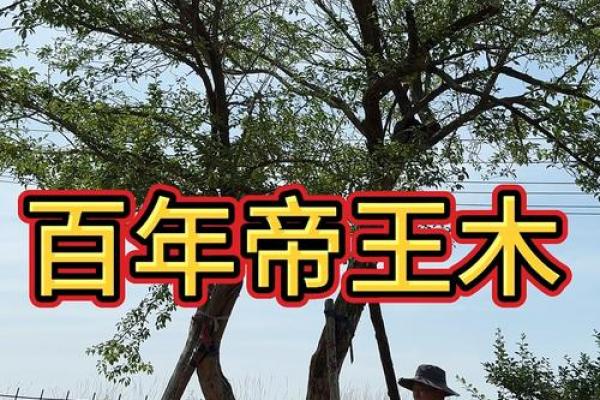 桑柘木命的贵人