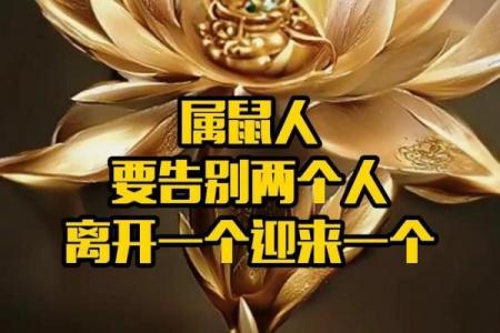 属鼠者2026年难逃一劫，将遇何灾