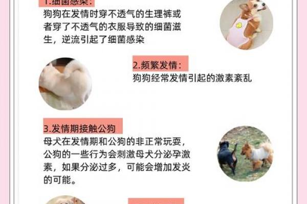 2026年属狗女性重大变故