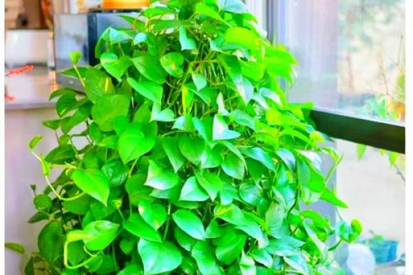 属狗者卧室旺财植物推荐
