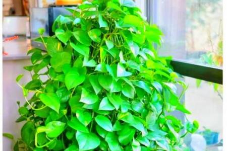 属狗者卧室旺财植物推荐