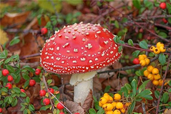 周公解梦蘑菇寓意_梦见磨茹什么意思_梦见蘑菇