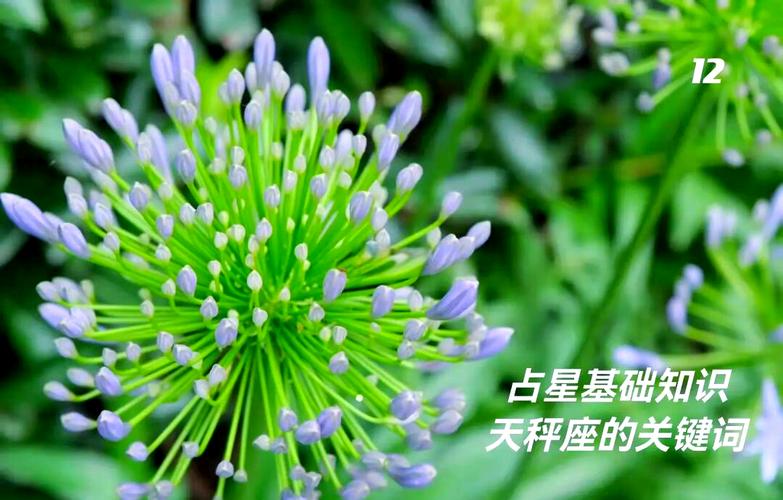 金星性格特质天秤座_天秤座守护星_天秤座守护星金星