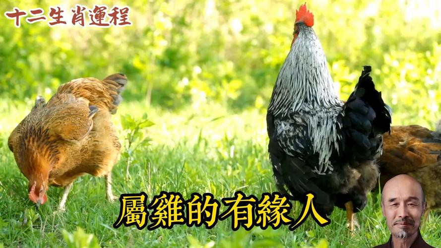 农历五月属鸡命运起伏_属鸡五月运势分析_5月鸡是苦命鸡还是富鸡