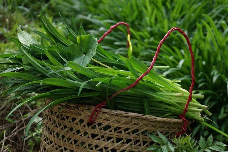 梦见韭菜吉凶_韭菜梦见发财寓意_梦见韭菜是要发财吗