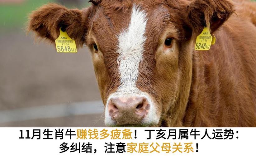 2026属牛贵人运提升妙招_2026年属牛人贵人运如何提升_贵人属相开运方位