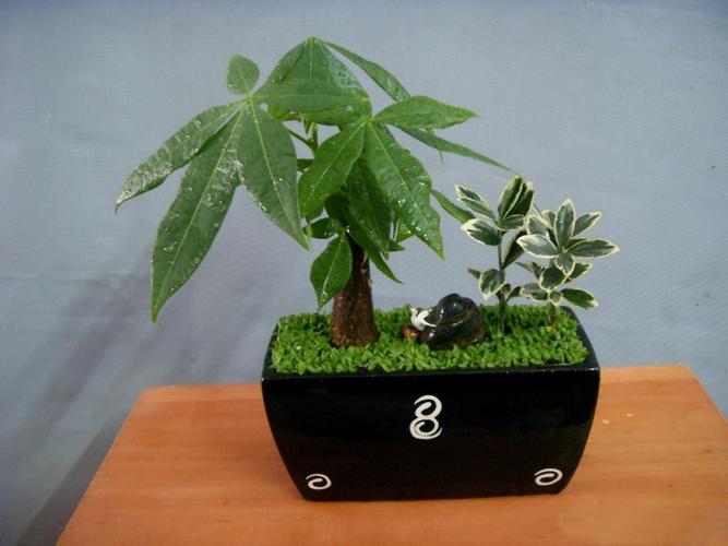 属猪进门见绿植挂画摆件_属猪进门见什么最旺_旺财旺运风水布局