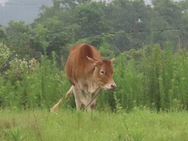 农历七月属牛命运_农历七月出生的牛命运怎么样_立秋属牛运势分析