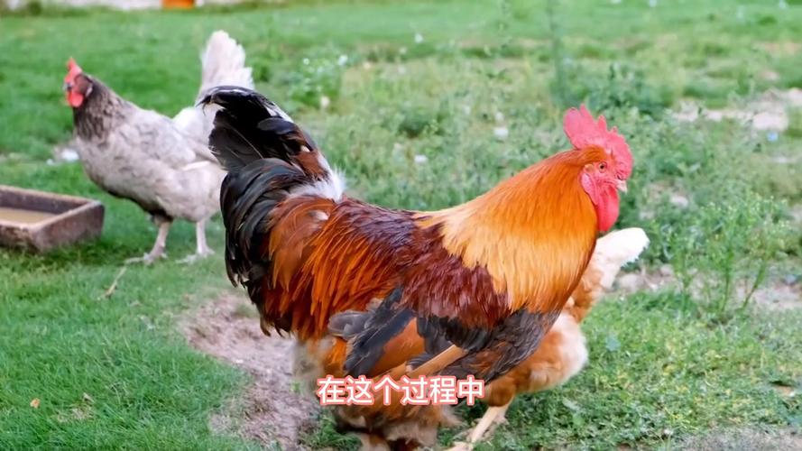 属鸡女性事业财运_属鸡女的命运好不好，属鸡女人一生的命运如何_属鸡女人命运分析