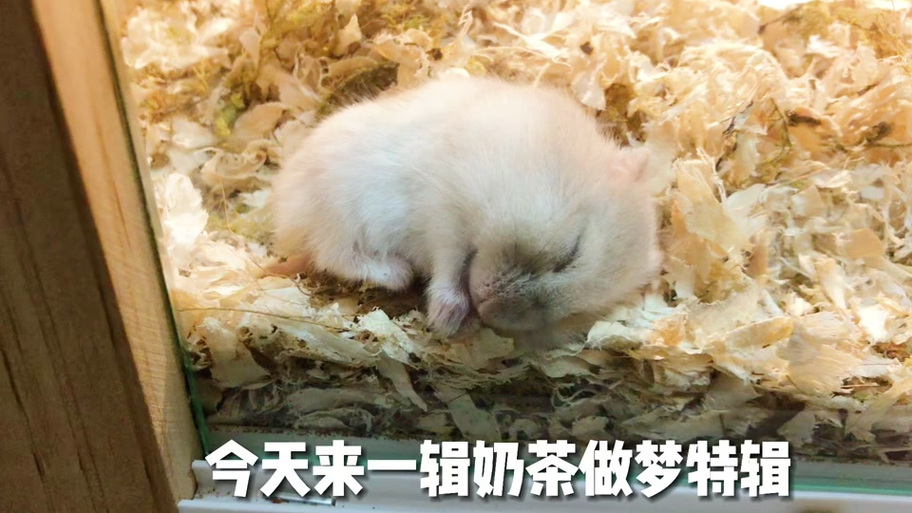梦到仓鼠_梦到仓鼠五行属水 解梦_梦到仓鼠财运预示 解梦