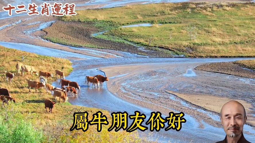 薄命牛是哪几个月 属牛几月出生命最苦