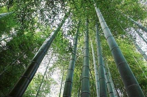 梦见竹林_梦见竹林的吉凶解析_梦见竹林与事业财运的关联