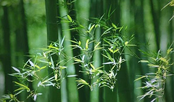 梦见竹林与事业财运的关联_梦见竹林的吉凶解析_梦见竹林