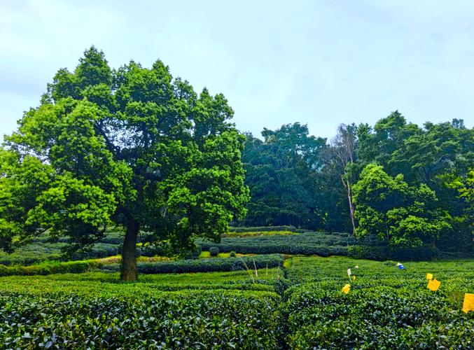 梦见绿色植物长得茂盛_梦见绿植茂盛预示好运降临_梦见绿色植物生长繁茂的象征意义
