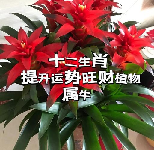 家中有牛人必看：进门见什么最旺财旺运