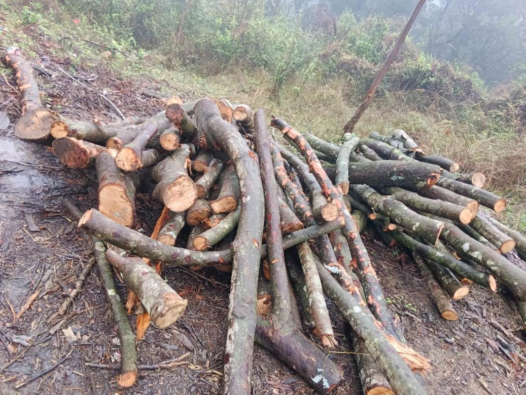 梦见跟别人一起上山砍柴的解梦_梦见和别人上山砍柴_梦见和别人上山砍柴预示什么