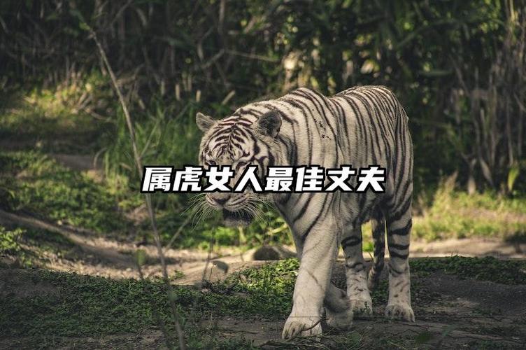 不同年份出生的虎女2026年适合嫁给谁_属虎女2026年感情运势_2026年虎女会嫁给谁
