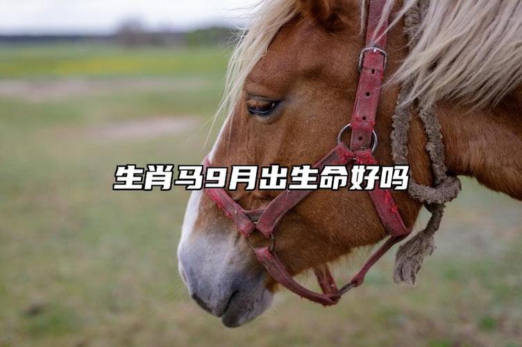 薄命马是几月出生 这些月份出生的马命最苦