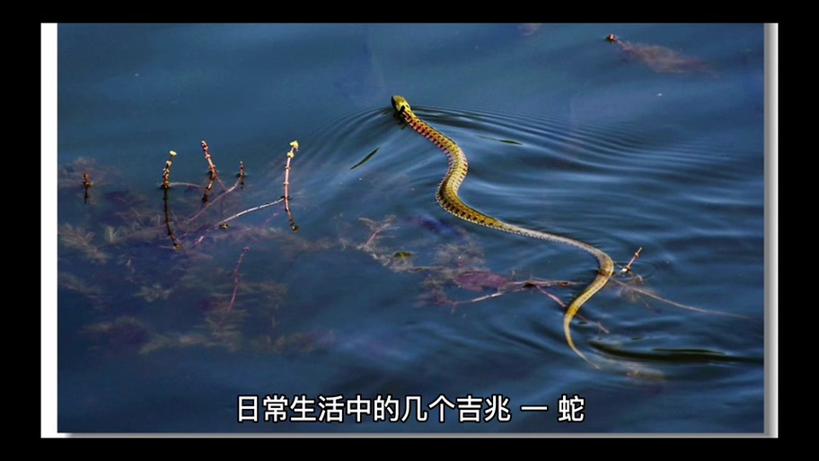 孕妇水中行走梦境解析_孕妇梦见在水中行走_孕妇梦见在水中行走