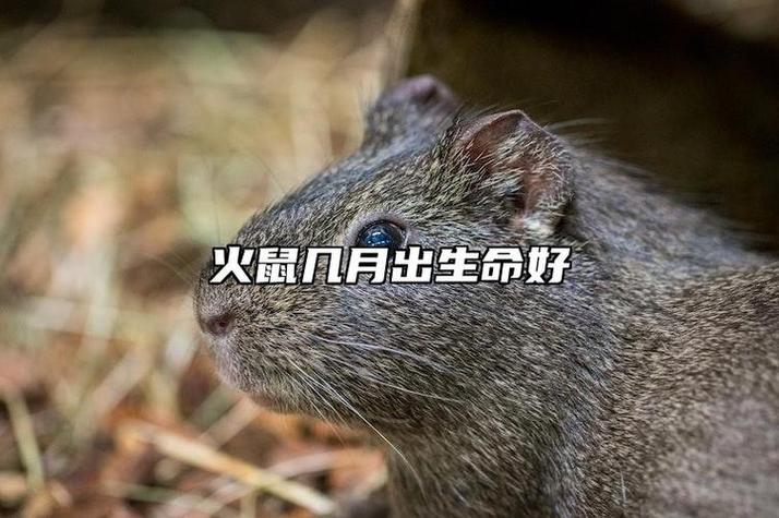 火鼠命是啥命 火鼠年出生的人命运好不好