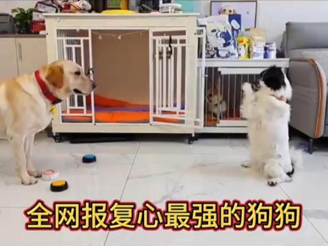 属狗人真的记仇吗 属狗报复心到底重不重
