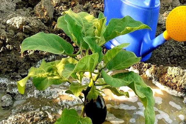 梦见茄子藤结大紫茄子_梦见茄子秧上结大紫茄子_紫茄子解梦财运事业