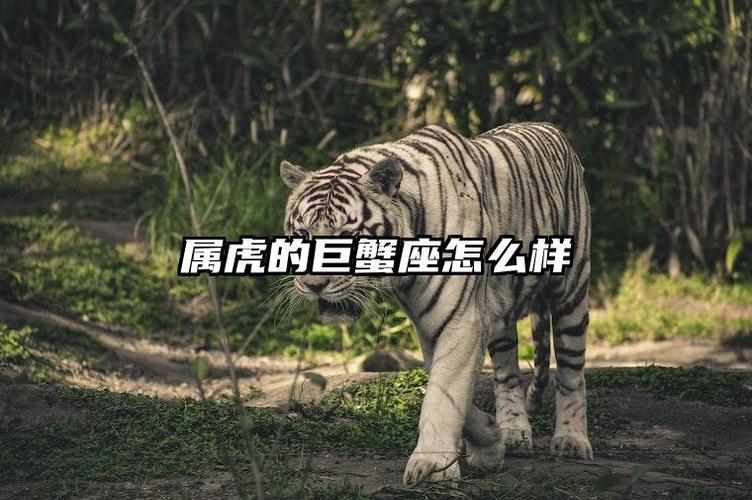 1998年属虎巨蟹座女生性格与运势详解