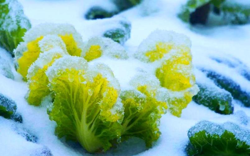 梦见白菜预示财富_梦见白菜财运如何_梦见白菜象征清白