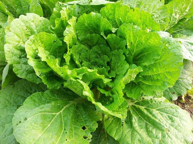 梦见白菜财运如何_梦见白菜预示财富_梦见白菜象征清白
