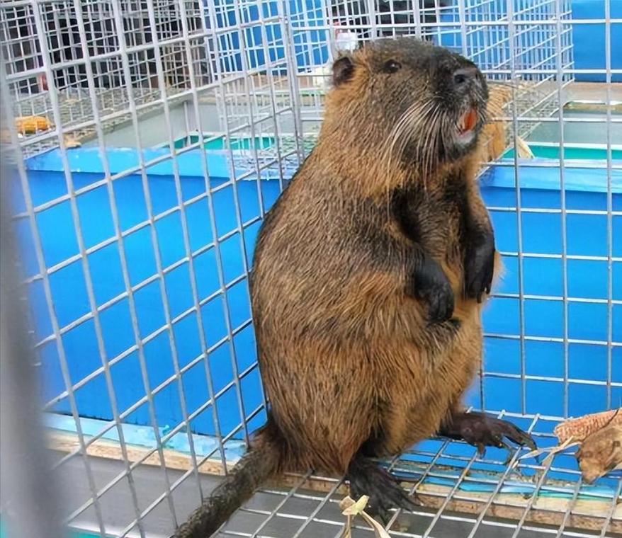 老鼠钻进裤腿周公解梦_梦见老鼠钻进裤腿里是什么意思_梦见老鼠钻进裤腿是什么意思