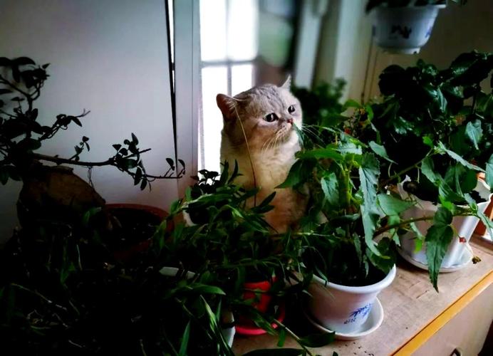 梦见巨型大猫_巨型猫解梦感情状态_梦见巨型猫代表财运起伏
