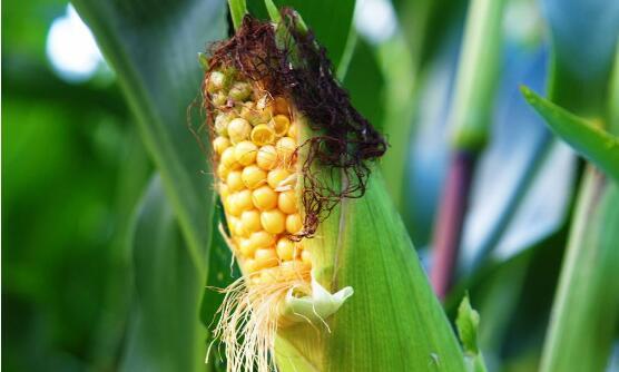 已婚女人梦见玉米预示家庭和睦吗_梦见玉米代表财运亨通吗_已婚女人梦见玉米棒子