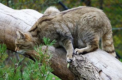 梦见野猫攻击预示潜在威胁_梦见野猫凶猛攻击的解析_梦见野猫很凶的要攻击我
