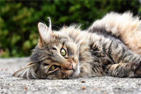 梦见野猫攻击预示潜在威胁_梦见野猫凶猛攻击的解析_梦见野猫很凶的要攻击我