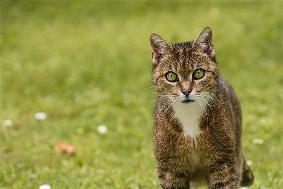梦见野猫攻击预示潜在威胁_梦见野猫很凶的要攻击我_梦见野猫凶猛攻击的解析