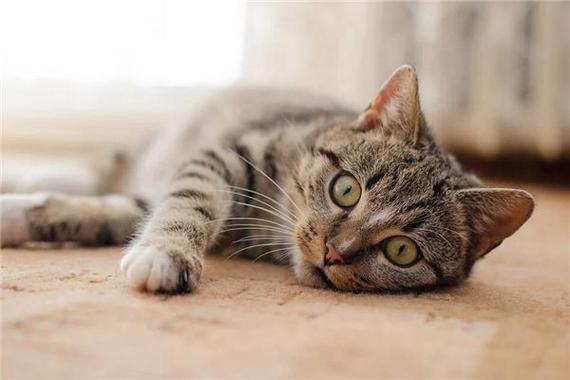 梦见野猫很凶的要攻击我_梦见野猫凶猛攻击的解析_梦见野猫攻击预示潜在威胁