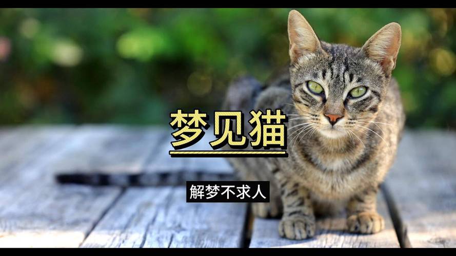 梦到被猫咬了代表什么人际关系危机_梦到被猫咬了_梦到被猫咬了预示财运与健康预警吗