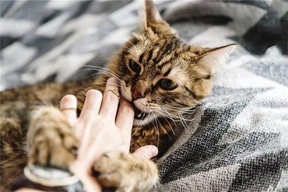 梦到被猫咬了代表什么人际关系危机_梦到被猫咬了预示财运与健康预警吗_梦到被猫咬了