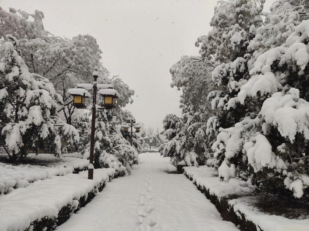 女人梦见满地的雪代表什么寓意_女人梦见满地的雪_女人梦见大雪覆盖地面的解梦分析