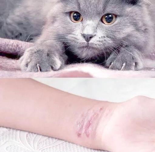 猫搏斗解梦_梦见被猫攻击_梦见被猫攻击和猫搏斗