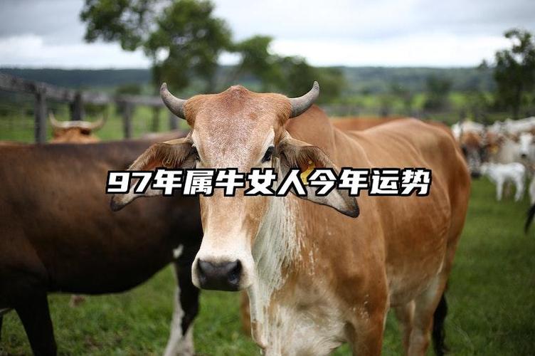 97年属牛巨蟹座婚姻运势与感情归宿