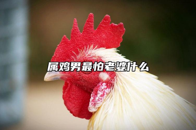 属鸡男最讨厌的属相女性_鸡男最恨哪个属相女_属兔女与属鸡男配对问题