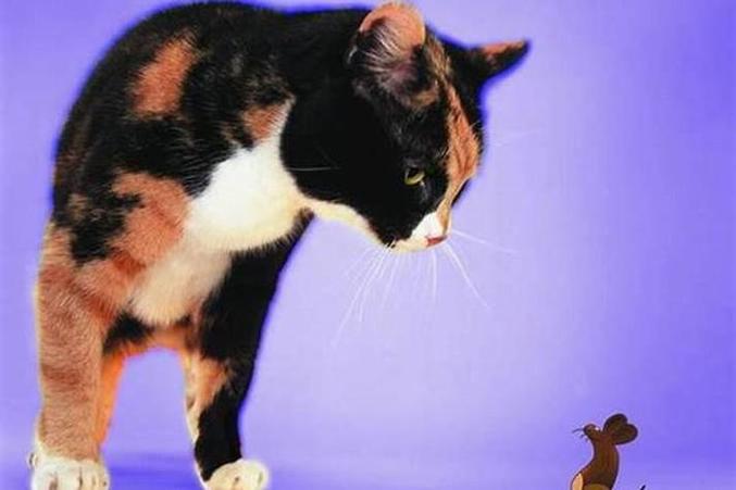 老鼠猫梦境解析_梦见老鼠和猫是什么意思_梦见老鼠和猫的含义