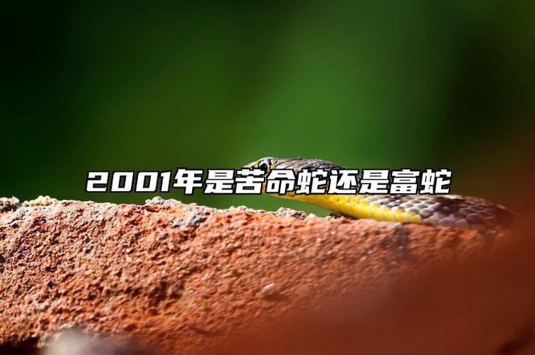 2001年属蛇人是富蛇吗