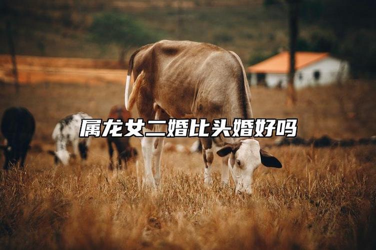 属龙人二婚才幸福_属龙人为什么头婚不顺_属龙人二婚才是正缘吗，属龙二婚好还是头婚好