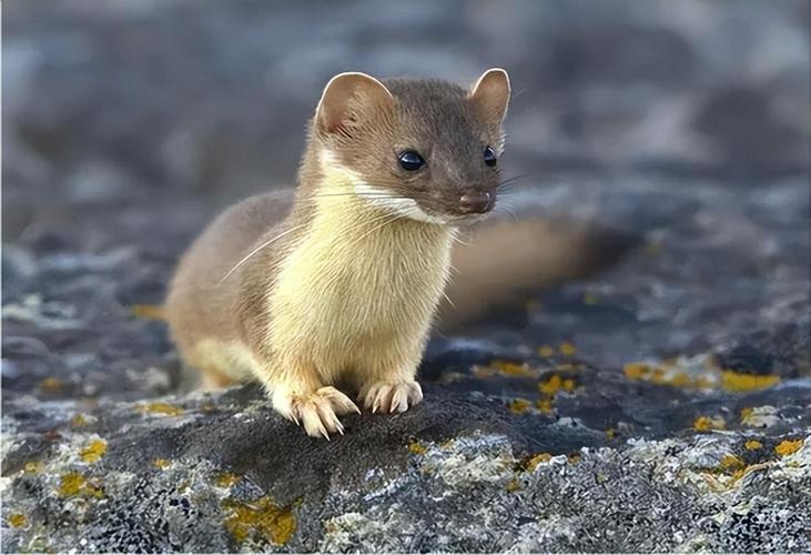 梦见驱赶黄鼠狼_黄鼠狼在梦中的象征意义_梦见驱赶黄鼠狼的含义