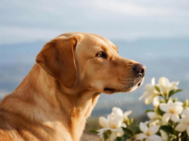 2026年属狗的转折点_2026年属狗人运势走向_2026属狗人本命年运势分析
