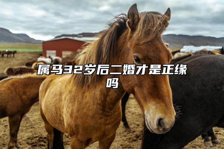 属马人二婚才是正缘吗，属马二婚好还是头婚好